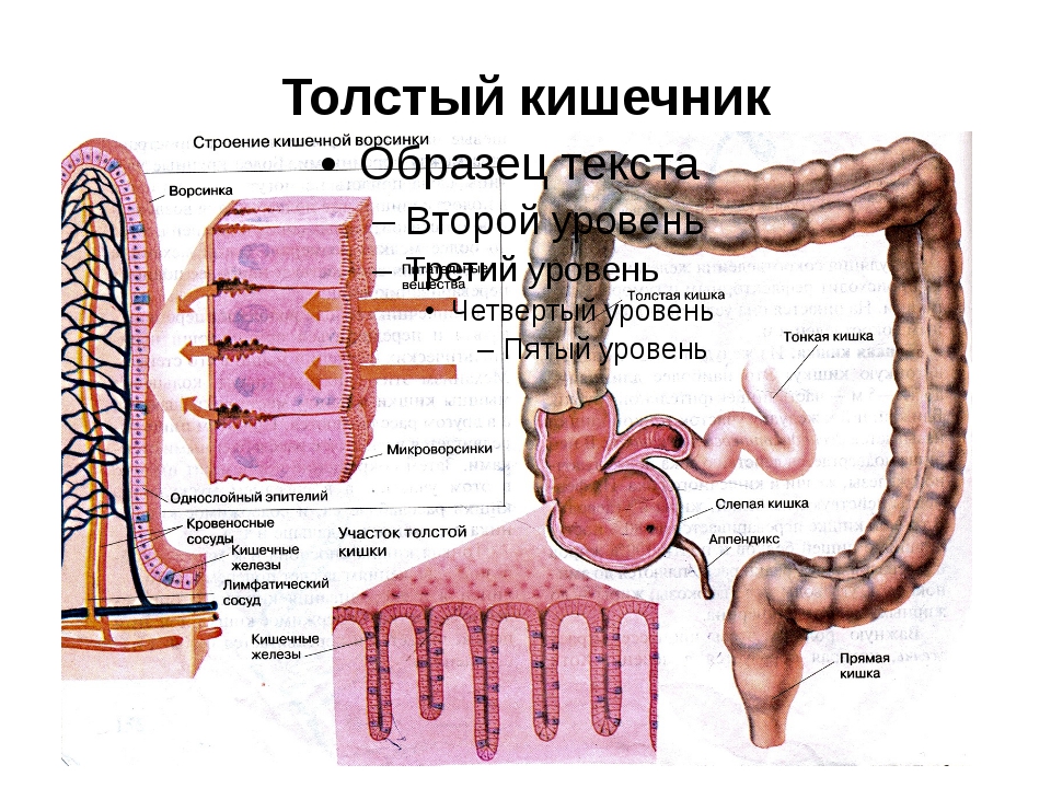 Строение кишечника картинки. Толстый кишечник строение рисунок. Схема строения толстой кишки. Толстая кишка анатомия человека строение и функции. Строение и функции толстой кишки у человека.