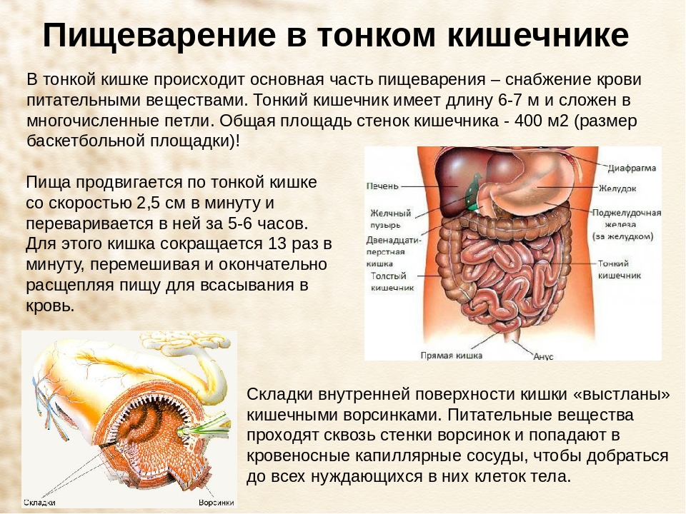 Тонкий кишечник особенности функции. Процессы пищеварения в тонком кишечнике. Пищеварение в тонком кишечнике схема. Процессы переваривания пищи в тонком кишечнике. Пищеварительная система процессы тонкий кишечник.